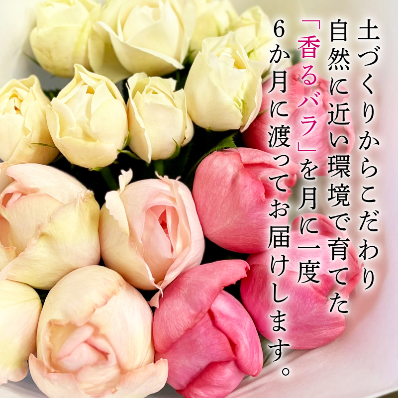 【6ヶ月定期便】 バラ 花束 ブーケ 朝摘み 3種類 薔薇 花 ばら パフューム ローズ 生花 ギフト プレゼント 祝い 定期便 母の日 卒業式 贈り物 贈答 記念日 香り 静岡県 藤枝市