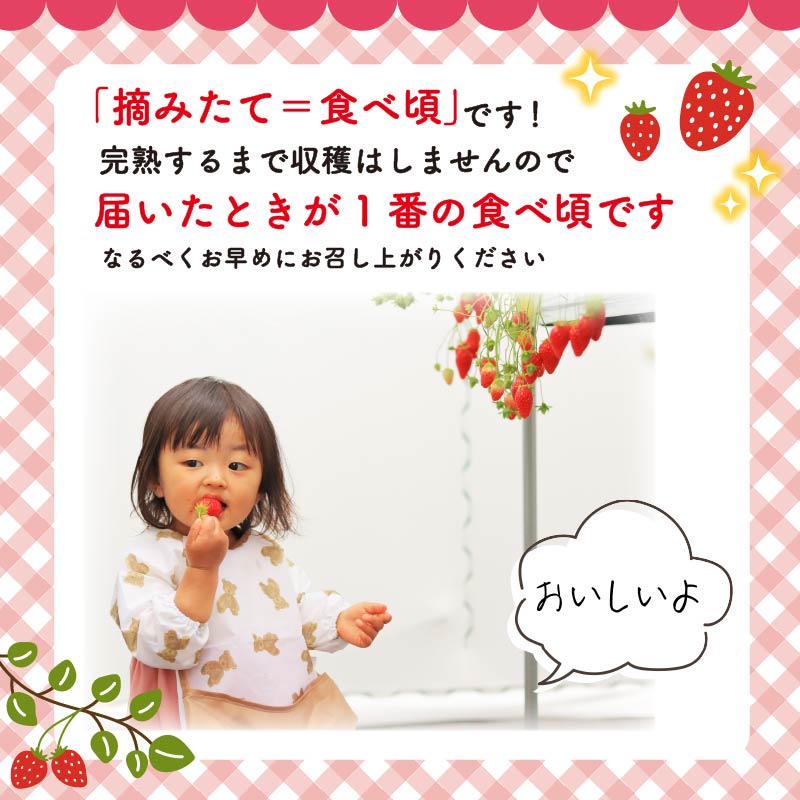 【先行予約 : 2026年1月〜2026年2月発送予定 】 いちご きらぴ香 約1kg 約250g×4パック 朝どれ 完熟 苺 産地 直送 フレッシュ イチゴ 贈答 フルーツ 果物 国産 静岡県 藤枝市 ふるさと人気 ふるさとおすすめ