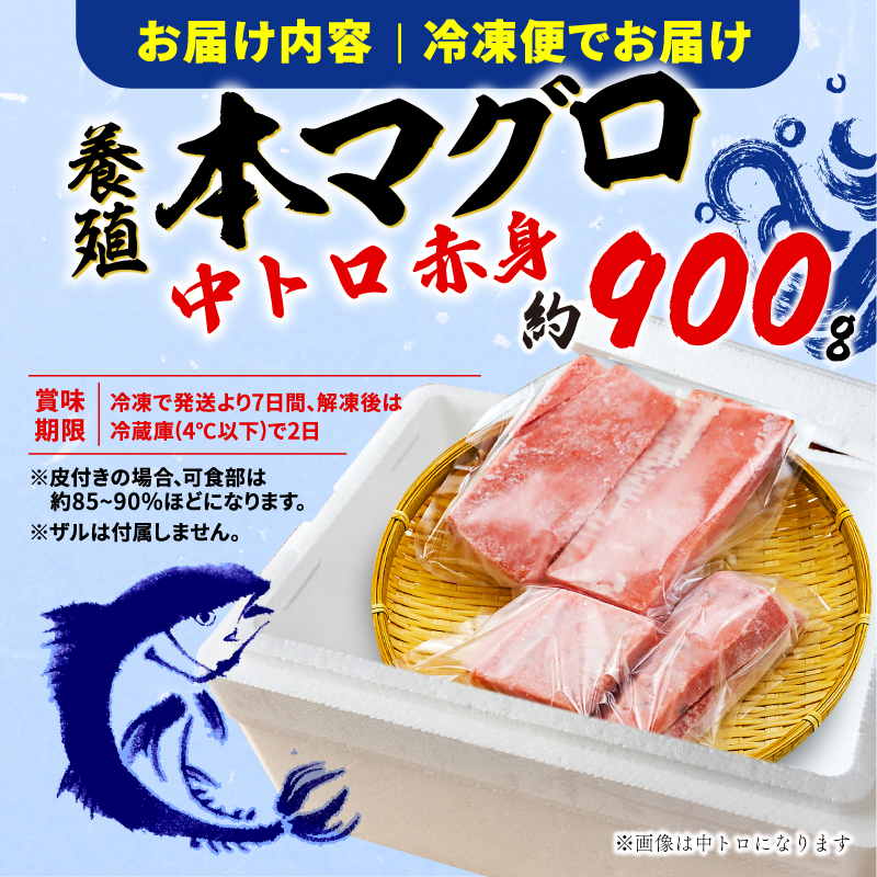 訳あり 本まぐろ 中とろ 赤身 セット 約 900g 不定型柵 鮪 まぐろ 中トロ 冷凍 鮪 漬け マグロ ユッケ 海鮮 本マグロ 本まぐろ 人気 まぐろ おいしい まぐろ 静岡 藤枝