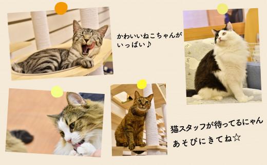 猫 カフェ 利用優待券 チケット 1時間分 × 3枚 ねこ 動物 ペット 癒し 保護猫 触れ合い