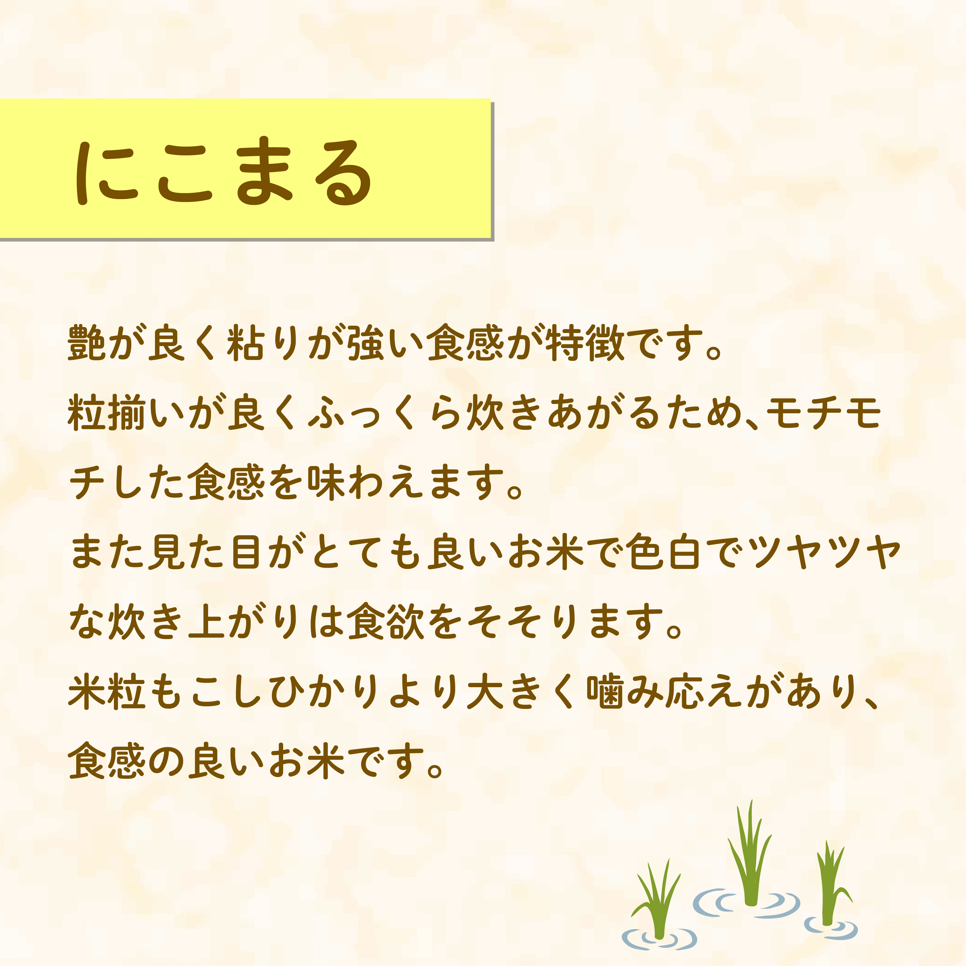 米 にこまる 2kg 農家直送 特別栽培米 精米 お米 新生活 贈り物 人気米 おにぎり ご飯 白米 コメ 贈答 静岡県 藤枝市