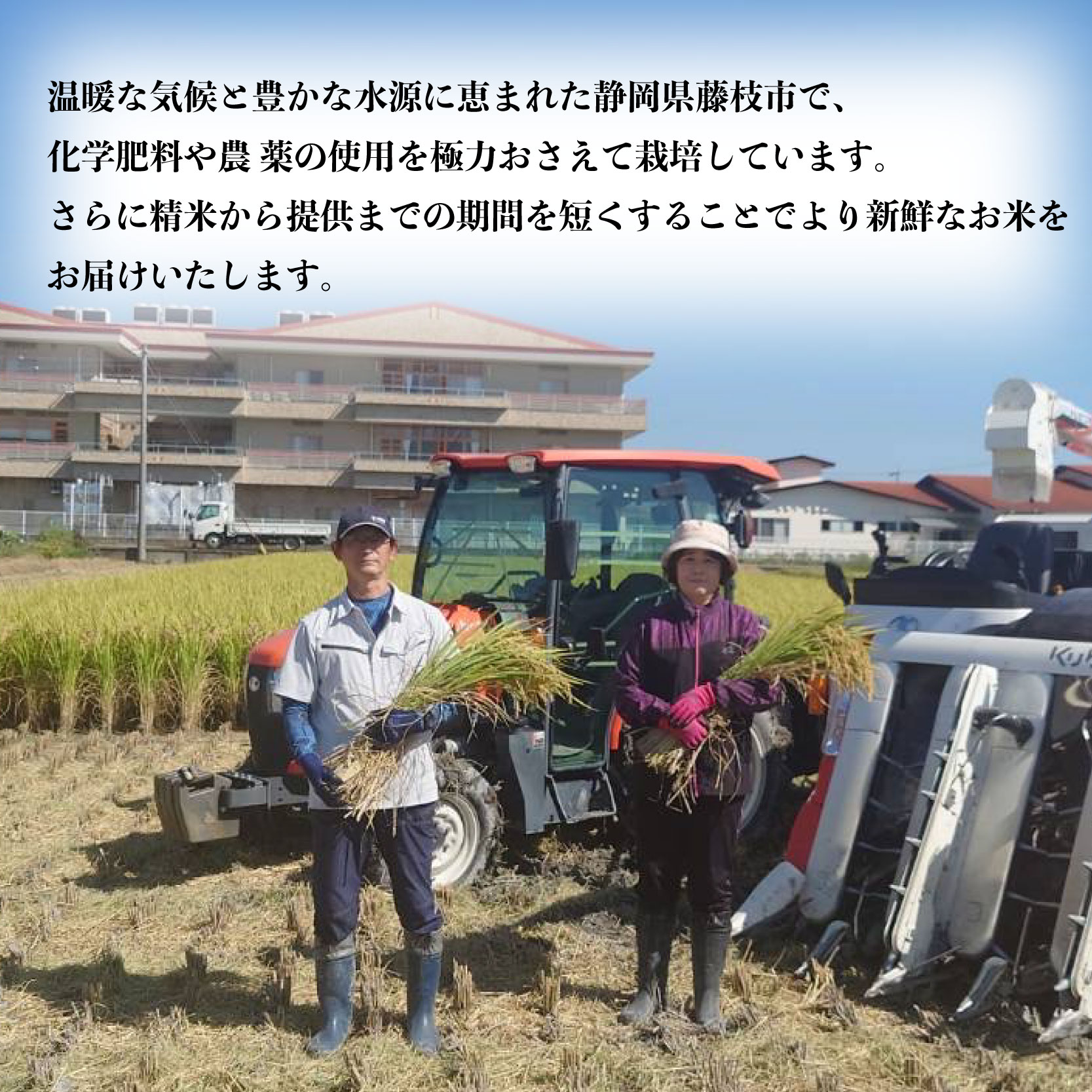 米 ミルキークイーン 5kg 農家直送 特別栽培米 精米 令和7年度産 お米 贈り物 新生活 人気米 ご飯 白米 コメ 贈答 静岡県 藤枝市