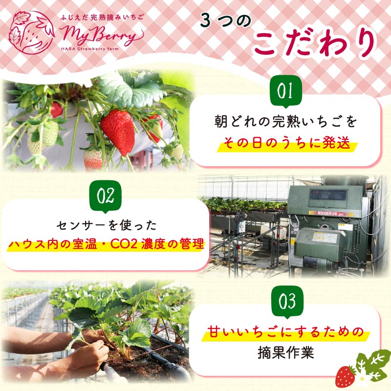 【先行予約 : 2026年1月〜2026年2月発送予定 】 いちご きらぴ香 約1kg 約250g×4パック 朝どれ 完熟 苺 産地 直送 フレッシュ イチゴ 贈答 フルーツ 果物 国産 静岡県 藤枝市 ふるさと人気 ふるさとおすすめ