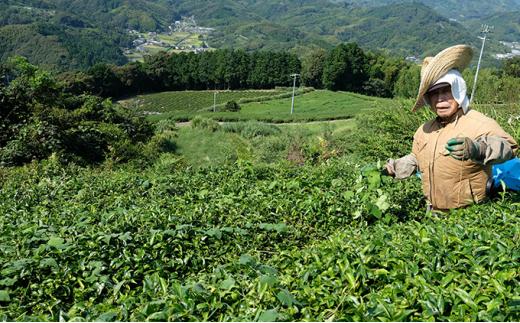 お茶 茶葉 煎茶 100g × 3袋 やぶきたみどり 有機 オーガニック 静岡県産 日本茶 お茶っ葉 アルミ チャック 付き