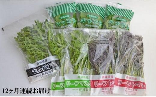 定期便 12回 国産 ハーブ 野菜 詰め合わせ 約 450g 4種 8袋 セット × 12ヶ月 お届け ルッコラ 約 50g × 3袋 リーフトマト 赤からし菜 約 50g × 2袋 リーフマスタード からし菜 約 50g × 2袋 セルバチコ 約 100g × 1袋 水菜 野菜 サラダ 新鮮 産地直送 農家直送 イタリアン フレンチ 洋食 毎月発送 静岡県 藤枝市