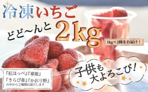 冷凍 いちご 苺 1kg 2種類 セット 静岡 紅ほっぺ 章姫 きらぴ香 かおり野 果物 フルーツ