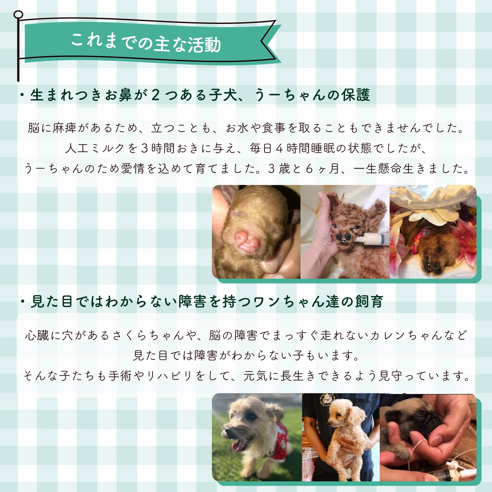 【返礼品なし】 障害犬 保護犬の支援 ラッキープラン 保護 支援 里親 譲渡 治療 餌 犬 動物愛護 藤枝市 静岡県