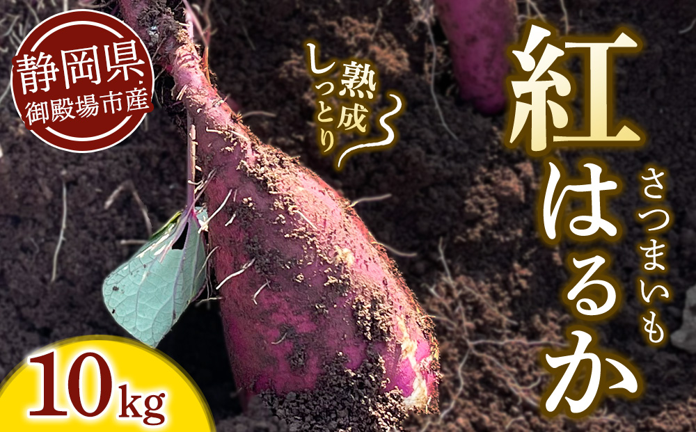 さつまいも 紅はるか 10kg | サツマイモ さつま芋 芋 べにはるか 熟成 静岡県 御殿場市 ※2026年10月～発送
