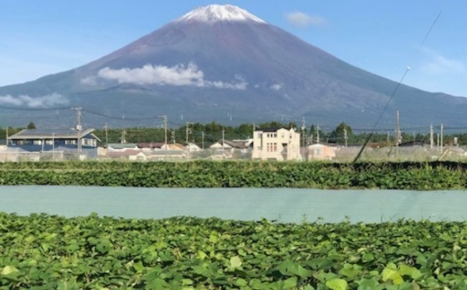 熟成焼き芋食べ比べセット（紅はるか3本、安納芋1本、シルクスイート1本） ※北海道、沖縄、離島への配送不可