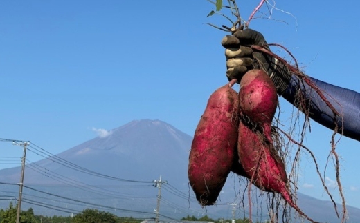 熟成焼き芋5本セット（紅はるか） ※北海道、沖縄、離島への配送不可