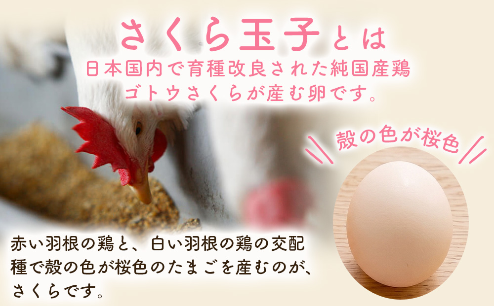 【定期便11ヵ月】純国産鶏さくらちゃんが産んだ桜色のさくら玉子 五分咲き（Mサイズ）30個 ｜ 卵 鶏卵 たまご タマゴ 生卵 たまごかけご飯 濃厚 甘み 国産 