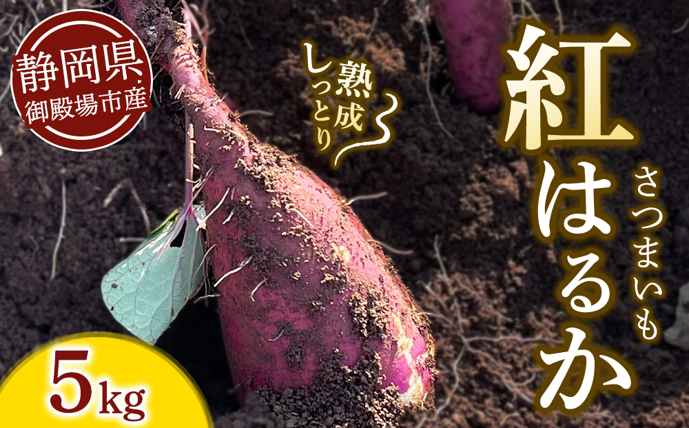 さつまいも 紅はるか 5kg | サツマイモ さつま芋 芋 べにはるか 熟成 静岡県 御殿場市 ※2026年10月〜発送