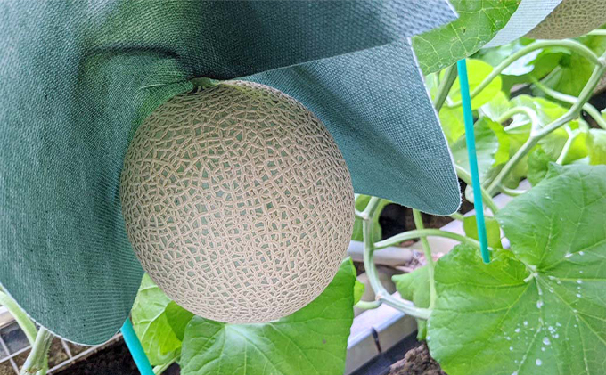 ã¯ã©ãŠã³ã¡ãã³ãäžïŒå±±ççŽïŒãç¹å€§çïŒ1.5kgååŸïŒ1çå
¥ã äººæ° å³éž ã®ãã èŽãç© ãã¶ãŒã ã°ã«ã¡ æç© è¢äºåž æç©é¡ ã¡ãã³éè ãã«ãŒã