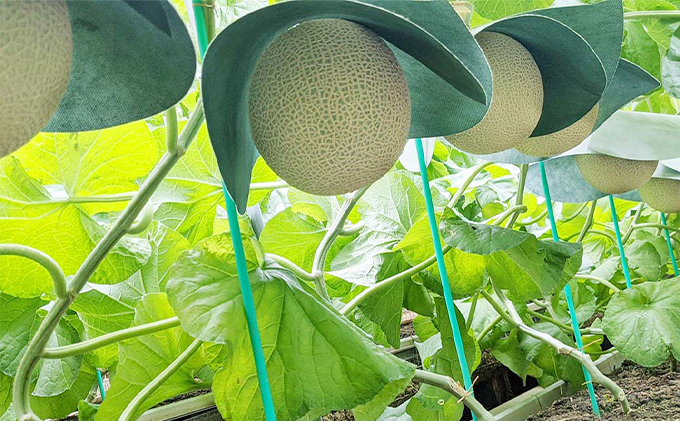 ã¯ã©ãŠã³ã¡ãã³ã䞊ïŒçœççŽïŒãäžçïŒ1.3kgååŸïŒ1çå
¥ã å®æäŸ¿6ã¶æ äººæ° å³éž ã®ãã èŽãç© ãã¶ãŒã ã°ã«ã¡ æç© è¢äºåž æç©é¡ ã¡ãã³éè ãã«ãŒã 6å å幎