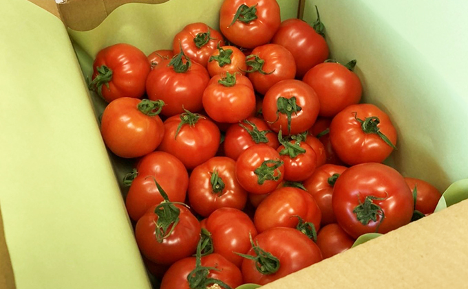 機能性表示食品 Hapitoma ハピトマ 訳あり（1.8kg）【配送不可：北海道・沖縄・離島】健康 ヘルシー GABA 人気 厳選 袋井市 野菜 トマト ミニトマト ストレス リコピン コレステロール 規格外品 新鮮 