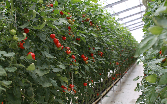 機能性表示食品 Hapitoma ハピトマ 訳あり（1.8kg）【配送不可：北海道・沖縄・離島】健康 ヘルシー GABA 人気 厳選 袋井市 野菜 トマト ミニトマト ストレス リコピン コレステロール 規格外品 新鮮 