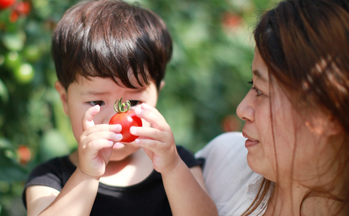 機能性表示食品 Hapitoma ハピトマ 訳あり（1.8kg）【配送不可：北海道・沖縄・離島】健康 ヘルシー GABA 人気 厳選 袋井市 野菜 トマト ミニトマト ストレス リコピン コレステロール 規格外品 新鮮 