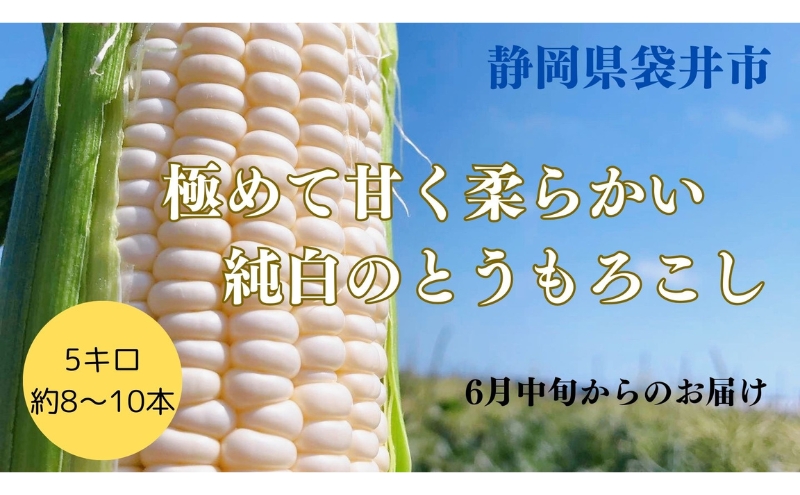 【先行予約】 極めて甘い白いとうもろこし 6月中旬より発送 おすすめ コーン トウモロコシ 採れたて 新鮮  健康 ヘルシー 人気 厳選 袋井市 