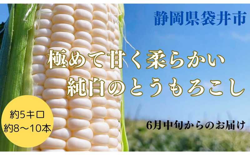 【先行予約】?極の?さと果汁 白いとうもろこし おすすめ コーン トウモロコシ 採れたて 新鮮 健康 ヘルシー 人気 厳選 袋井市
