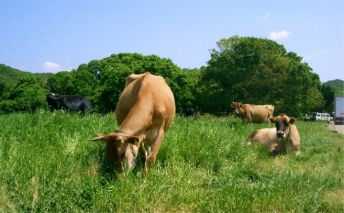 デンマーク牧場のアイスクリーム　ミルク8個・ほうじ茶４個セット 焙茶 人気 厳選 袋井市 スイーツ ひんやりスイーツ デザート 食後 おやつ 袋井市産茶葉使用 夏 涼 食べ比べ 詰め合わせ 
