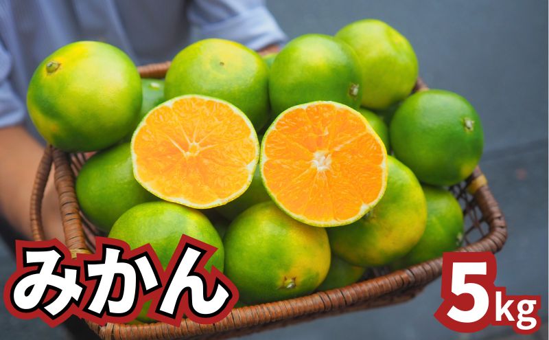 青みかん 5kg　2025年9月から順次発送 青みかん ミカン 果物 フルーツ 冬 蜜柑 静岡 袋井市 果物類 柑橘 柑橘類 デザート 食後 おやつ