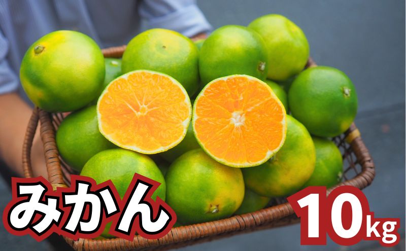 青みかん 10kg 2025年9月頃から順次発送 青みかん ミカン 果物 フルーツ 冬 蜜柑 静岡 袋井市 果物類 柑橘 柑橘類 デザート 食後 おやつ