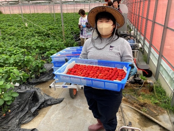 デルソーレ　ジェラート★ストロベリー★6個　農福 お菓子 スイーツ ひんやりスイーツ デザート 食後 おやつ アイス 地元食材使用 フルーツジェラート 苺ジェラート 