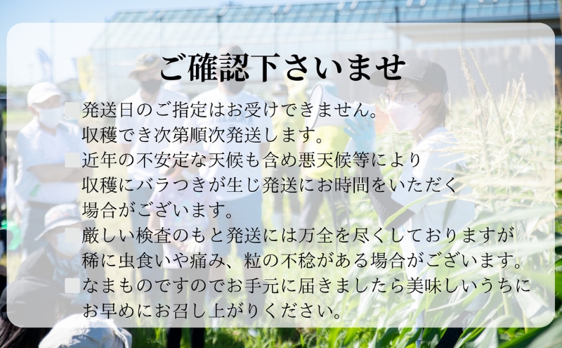 【先行予約】数量限定！リピーター続出！！とうもろこし★甘々娘★  おすすめ コーン トウモロコシ かんかんむすめ 採れたて 新鮮 野菜 健康 ヘルシー 人気 厳選 袋井市