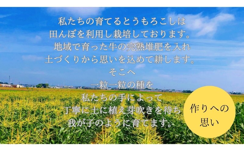 【先行予約】 極めて甘い白いとうもろこし 6月中旬より発送 おすすめ コーン トウモロコシ 採れたて 新鮮  健康 ヘルシー 人気 厳選 袋井市 