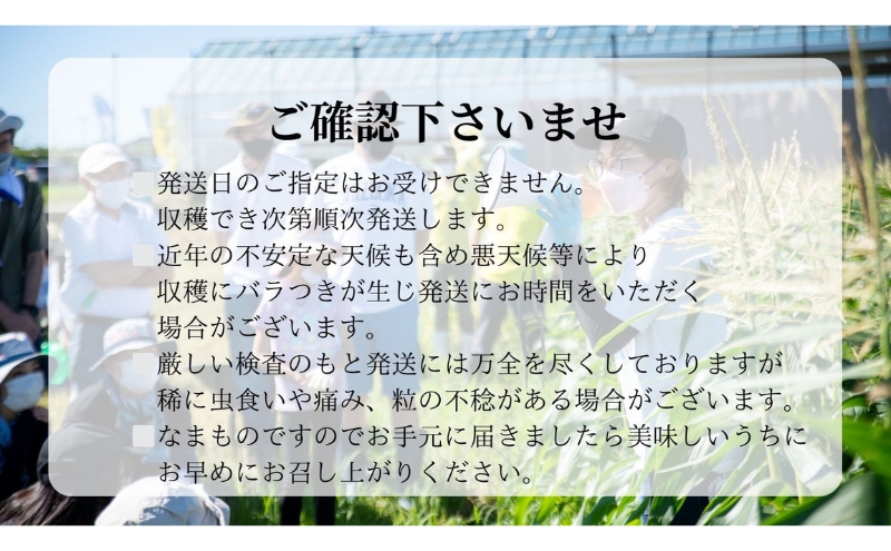 【先行予約】 極めて甘い白いとうもろこし 6月中旬より発送 おすすめ コーン トウモロコシ 採れたて 新鮮  健康 ヘルシー 人気 厳選 袋井市 