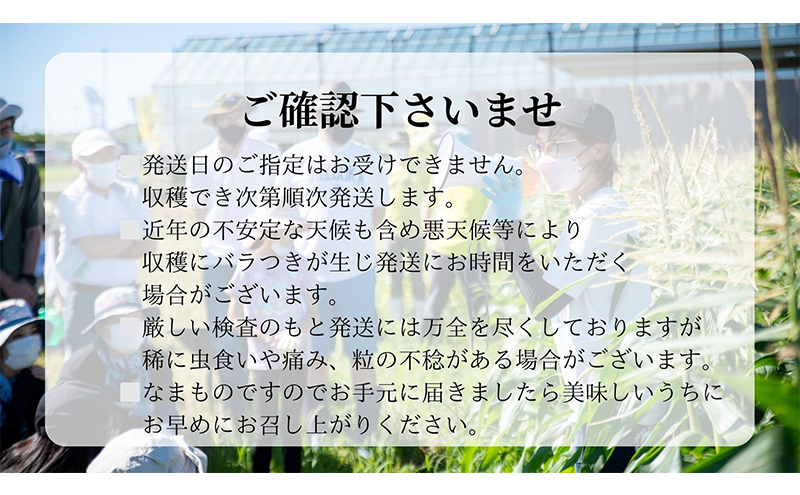 【 先行予約 】リピーター続出！ とうもろこし 【 ドルチェ甘美 】約5kg 10～12本 トウモロコシ 甘い 野菜 採れたて 朝採り 農家直送 袋井市 静岡県