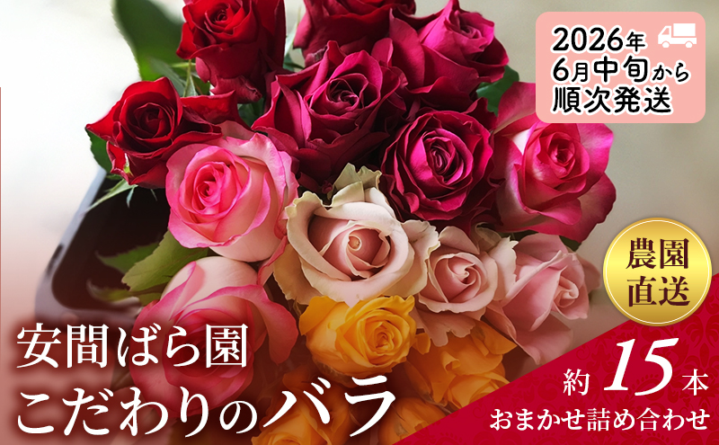 【2026年6月中旬から順次発送】安間ばら園 こだわりの バラ おまかせ詰め合わせ約15本入 クール便 花 ギフト 誕生日 記念日 花束 プレゼント バラ フラワーギフト