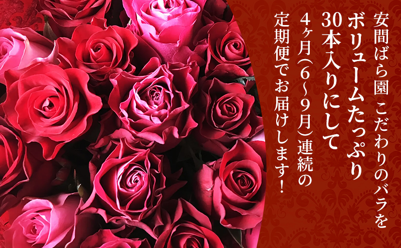 ã2026幎6æïœ9æå®æäŸ¿ãå®éã°ãå ãã ããã® ãã© ããŸããè©°ãåããçŽ30æ¬ 4ãæå®æäŸ¿ è± ã®ãã èªçæ¥ èšå¿µæ¥ è±æ ãã¬ãŒã³ã ãã© ãã©ã¯ãŒã®ãã