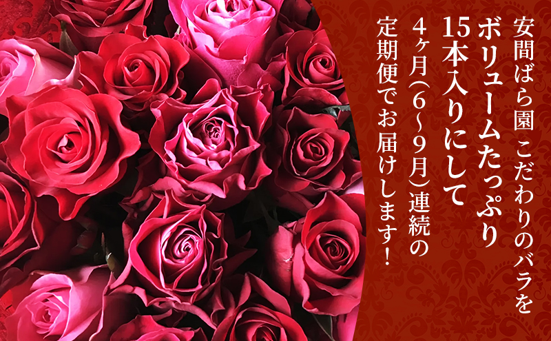 【2026年6月～9月定期便】安間ばら園 こだわりの バラ おまかせ詰め合わせ約15本 4か月定期便 花 ギフト 誕生日 記念日 花束 プレゼント バラ フラワーギフト