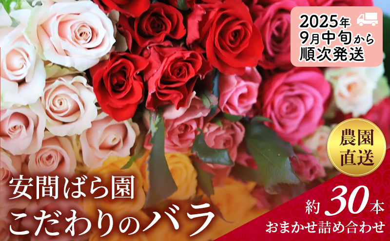 【2025年9月中旬から順次発送】安間ばら園 こだわりの バラ おまかせ詰め合わせ約30本入 クール便 花 ギフト 誕生日 記念日 花束 プレゼント バラ フラワーギフト