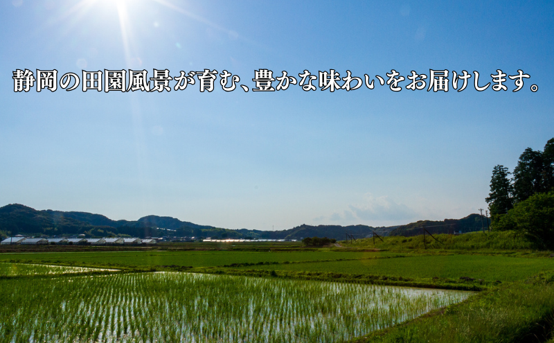 米 静岡きぬむすめ 5kg お米 白米 コメ 精米 きぬむすめ 静岡県産 袋井市 静岡県