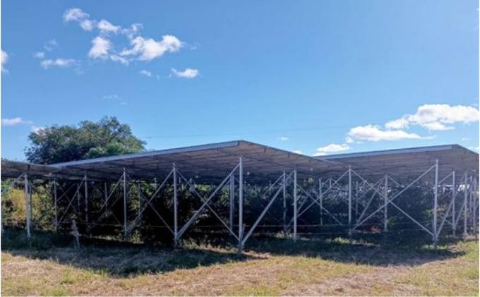 袋井市　出世榊　本榊　純国産　1対（2束）定期便3ヶ月※1日交換に間に合うように配送　榊 さかき サカキ 神棚 お供え 国内産 日持ち 大きい 艶やか 静岡県