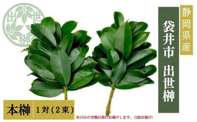 袋井市　出世榊　本榊　純国産　1対（2束）※15日交換に間に合うように配送　榊 さかき サカキ 神棚 お供え 国内産 日持ち 大きい 艶やか 静岡県