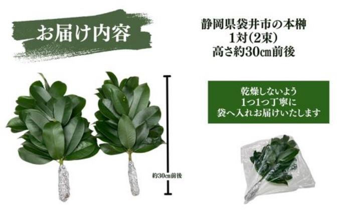 袋井市　出世榊　本榊　純国産　1対（2束）※15日交換に間に合うように配送　榊 さかき サカキ 神棚 お供え 国内産 日持ち 大きい 艶やか 静岡県
