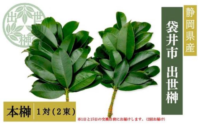 袋井市　出世榊　本榊　純国産　1対（2束）※1日、15日の交換に間に合うように配送　榊 さかき サカキ 神棚 お供え 国内産 日持ち 大きい 艶やか 静岡県