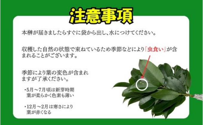 袋井市　出世榊　本榊　純国産　1対（2束）※1日、15日の交換に間に合うように配送　榊 さかき サカキ 神棚 お供え 国内産 日持ち 大きい 艶やか 静岡県