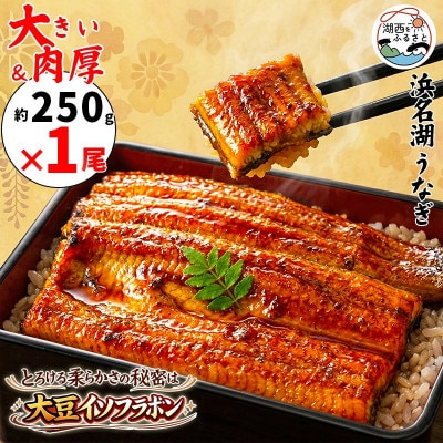 大豆イソフラボンで育てた浜名湖うなぎ蒲焼「やわら華」大きくて肉厚 (約250g×1尾)【配送不可地域：離島】【1729563】