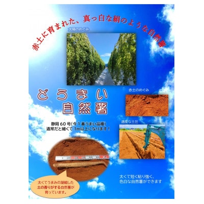 どうまいとろろ3個入り(味付き)【配送不可地域：離島】【1388911】