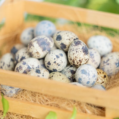 命のカプセル　うずらの生卵60個【配送不可地域：離島】【1508077】