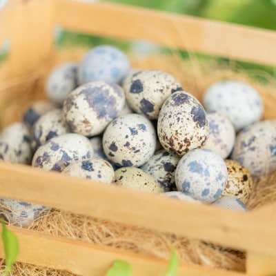 命のカプセル　うずらの生卵120個【配送不可地域：離島】【1508078】