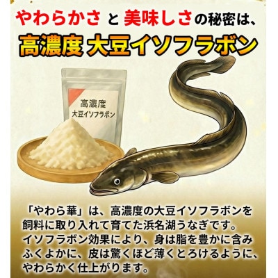 大豆イソフラボンで育てた浜名湖うなぎ蒲焼「やわら華」大きくて肉厚 (約250g×1尾)【配送不可地域：離島】【1729563】