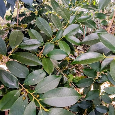 é岡çç£æ¹è¥¿åžãåºäžæŠãæ¬æŠãçŽåœç£ãããã1察(2æ)â»1æ¥äº€æã«éã«åãããã«é
éã1702133ã