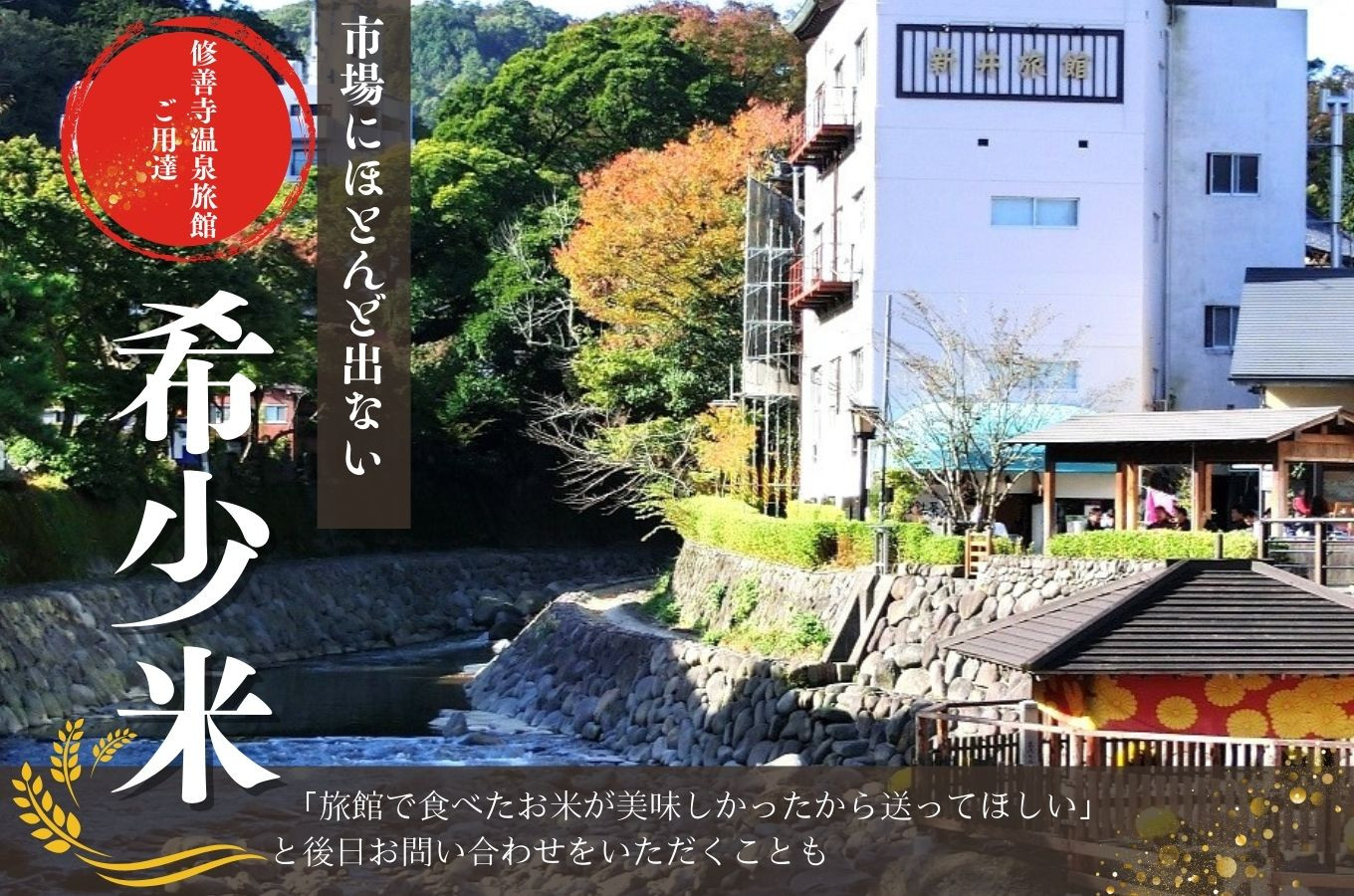 【数量限定】定期便（全３回）修善寺 桂流こしひかり（５kg）| コシヒカリ 白米 お米 精米 国産 米 ごはん 特別栽培米 お取り寄せ 静岡県 伊豆市 | 045-003