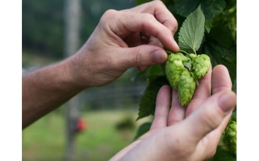 （定期便・6回）静岡 伊豆市 修善寺 ベアードビール おすすめ 330ml × 12本 セット【ベアード クラフトビール 地ビール 瓶ビール ご当地 ビール オリジナル 酒 晩酌 家飲み ビール お酒 BBQ 宅飲み 人気 高評価 ギフト お土産 静岡 伊豆市 修善寺　アソート 飲み比べ 定番 季節限定 季節 限定 国産 酒 お酒 晩酌 アルコール ご当地 お取り寄せ 】 15-005