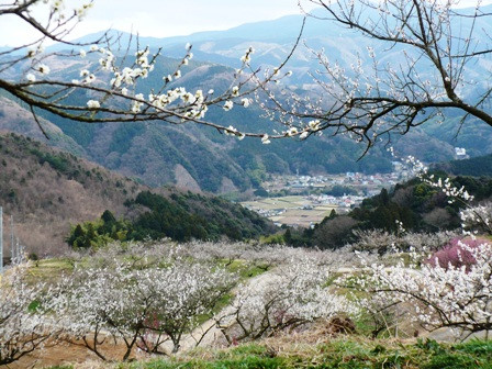 伊豆 月ヶ瀬 こだわりの 梅シロップ 500ml×６本セット 028-001　【 国産 無添加 焼酎 炭酸水 炭酸 飲料 果実 青果 果樹 ドリンク かき氷 お菓子 ケーキ ジュース 瓶 贈り物 ギフト プレゼント お土産 手土産 お取り寄せ 伊豆　梅シロップ 梅しろっぷ うめしろっぷ シロップ しろっぷ 梅 うめ ウメ　】
